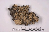 藏品(梅衣屬)的圖片